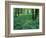 Sensitive Ferns and Silver Maples, Floodplain Forest, Upper Merrimack River, New Hampshire, USA-Jerry & Marcy Monkman-Framed Photographic Print