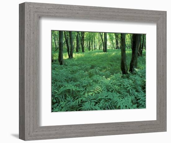 Sensitive Ferns and Silver Maples, Floodplain Forest, Upper Merrimack River, New Hampshire, USA-Jerry & Marcy Monkman-Framed Photographic Print