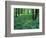 Sensitive Ferns and Silver Maples, Floodplain Forest, Upper Merrimack River, New Hampshire, USA-Jerry & Marcy Monkman-Framed Photographic Print