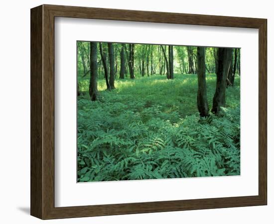 Sensitive Ferns and Silver Maples, Floodplain Forest, Upper Merrimack River, New Hampshire, USA-Jerry & Marcy Monkman-Framed Photographic Print