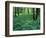 Sensitive Ferns and Silver Maples, Floodplain Forest, Upper Merrimack River, New Hampshire, USA-Jerry & Marcy Monkman-Framed Photographic Print