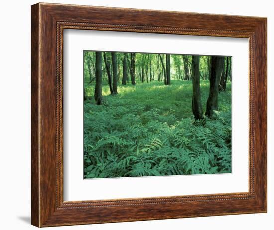 Sensitive Ferns and Silver Maples, Floodplain Forest, Upper Merrimack River, New Hampshire, USA-Jerry & Marcy Monkman-Framed Photographic Print