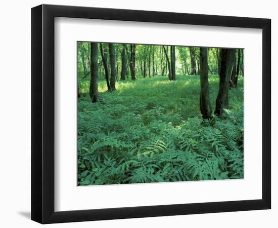 Sensitive Ferns and Silver Maples, Floodplain Forest, Upper Merrimack River, New Hampshire, USA-Jerry & Marcy Monkman-Framed Photographic Print