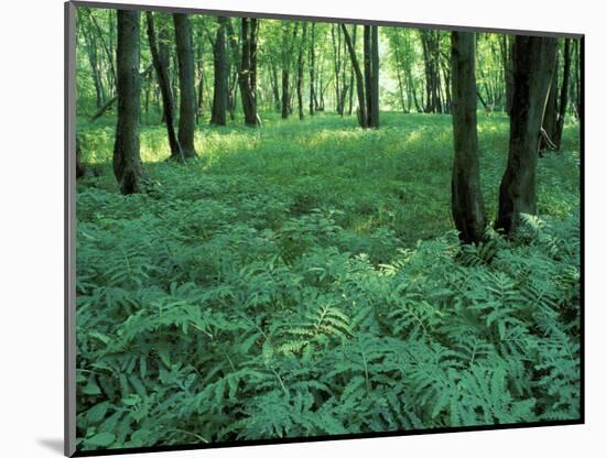 Sensitive Ferns and Silver Maples, Floodplain Forest, Upper Merrimack River, New Hampshire, USA-Jerry & Marcy Monkman-Mounted Photographic Print