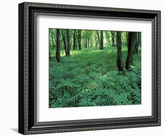 Sensitive Ferns and Silver Maples, Floodplain Forest, Upper Merrimack River, New Hampshire, USA-Jerry & Marcy Monkman-Framed Photographic Print