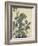 Sensitive Plant, Olive Sparrow-Imao Keinen-Framed Giclee Print