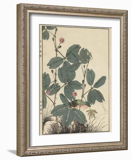 Sensitive Plant, Olive Sparrow-Imao Keinen-Framed Giclee Print