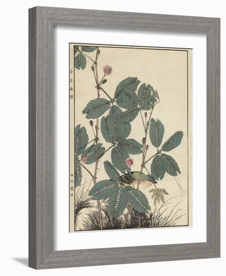 Sensitive Plant, Olive Sparrow-Imao Keinen-Framed Giclee Print