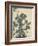 Sensitive Plant, Olive Sparrow-Imao Keinen-Framed Giclee Print