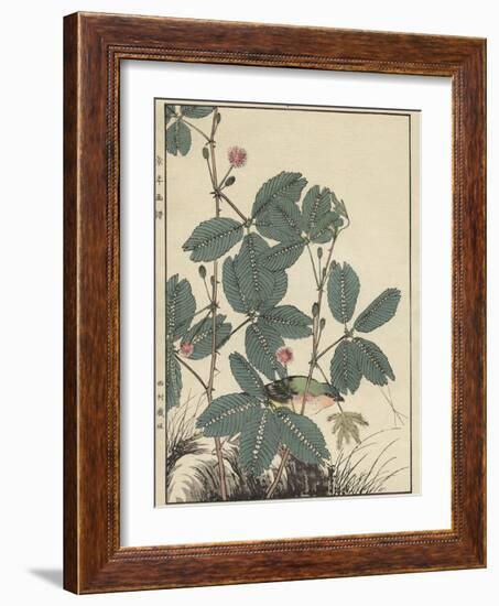 Sensitive Plant, Olive Sparrow-Imao Keinen-Framed Giclee Print