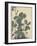 Sensitive Plant, Olive Sparrow-Imao Keinen-Framed Giclee Print