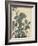 Sensitive Plant, Olive Sparrow-Imao Keinen-Framed Giclee Print