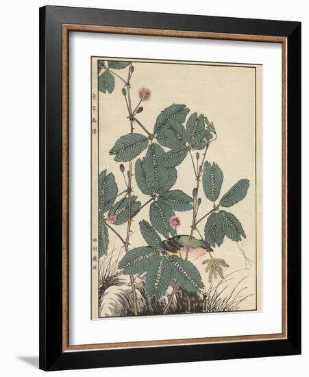 Sensitive Plant, Olive Sparrow-Imao Keinen-Framed Giclee Print