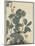 Sensitive Plant, Olive Sparrow-Imao Keinen-Mounted Giclee Print