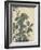 Sensitive Plant, Olive Sparrow-Imao Keinen-Framed Giclee Print