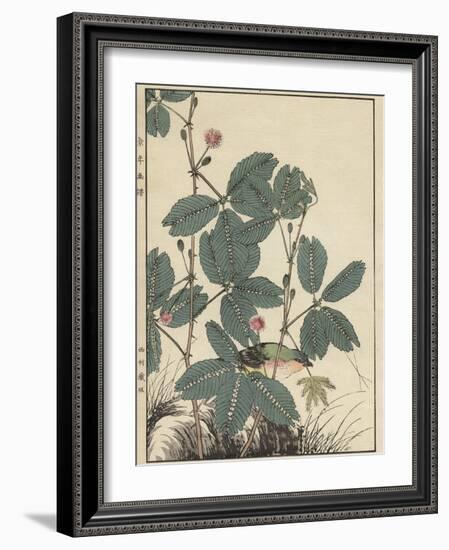 Sensitive Plant, Olive Sparrow-Imao Keinen-Framed Giclee Print