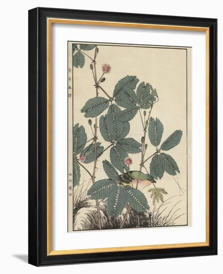 Sensitive Plant, Olive Sparrow-Imao Keinen-Framed Giclee Print