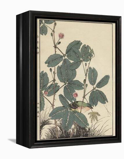 Sensitive Plant, Olive Sparrow-Imao Keinen-Framed Premier Image Canvas