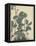 Sensitive Plant, Olive Sparrow-Imao Keinen-Framed Premier Image Canvas