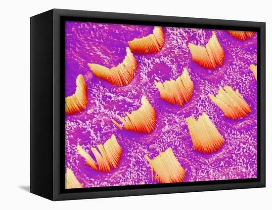 Sensory hair of inner ear (rat)-Micro Discovery-Framed Premier Image Canvas