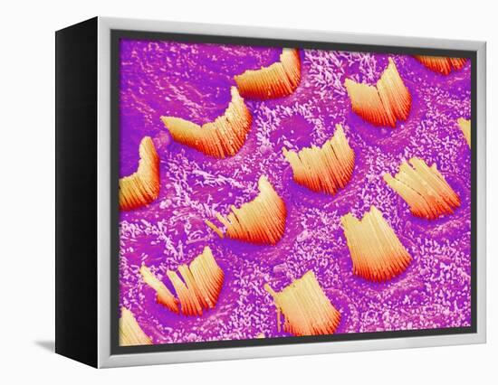 Sensory hair of inner ear (rat)-Micro Discovery-Framed Premier Image Canvas