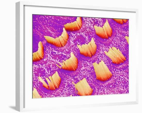 Sensory hair of inner ear (rat)-Micro Discovery-Framed Photographic Print