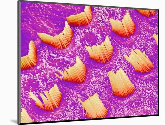 Sensory hair of inner ear (rat)-Micro Discovery-Mounted Photographic Print