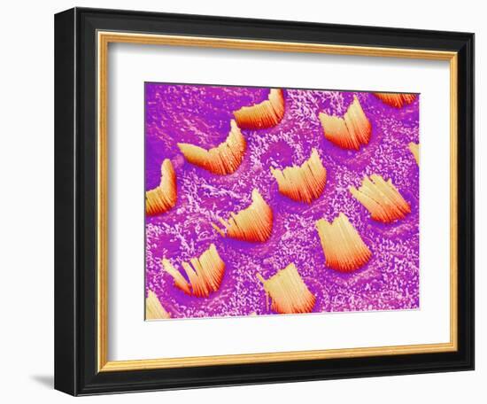 Sensory hair of inner ear (rat)-Micro Discovery-Framed Photographic Print