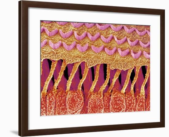 Sensory hair of inner ear (rat)-Micro Discovery-Framed Photographic Print