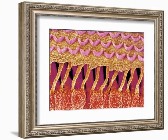 Sensory hair of inner ear (rat)-Micro Discovery-Framed Photographic Print