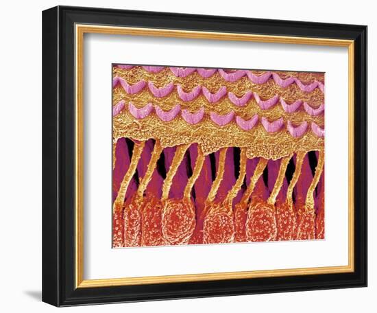 Sensory hair of inner ear (rat)-Micro Discovery-Framed Photographic Print