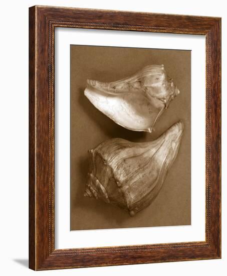 Sensual Shells I-Renee W. Stramel-Framed Art Print