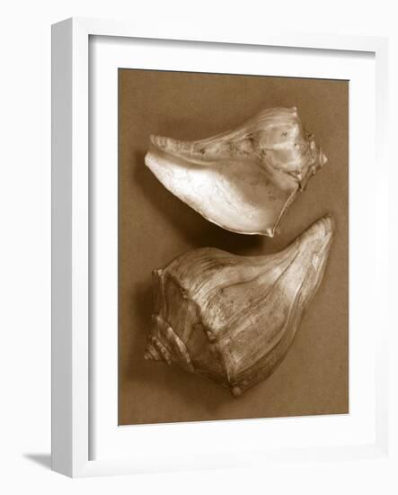 Sensual Shells I-Renee W. Stramel-Framed Art Print