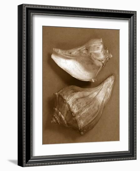 Sensual Shells I-Renee W. Stramel-Framed Art Print