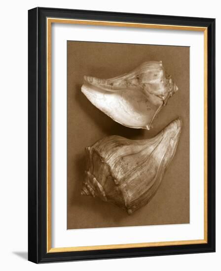 Sensual Shells I-Renee W. Stramel-Framed Art Print