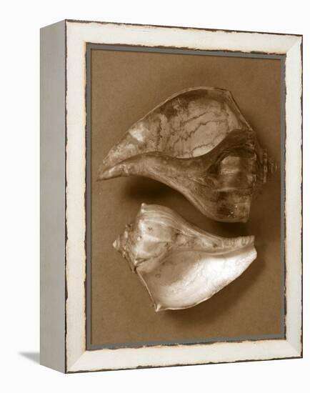 Sensual Shells II-Renee W. Stramel-Framed Stretched Canvas