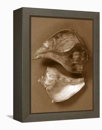 Sensual Shells II-Renee W. Stramel-Framed Stretched Canvas