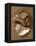 Sensual Shells II-Renee W. Stramel-Framed Stretched Canvas