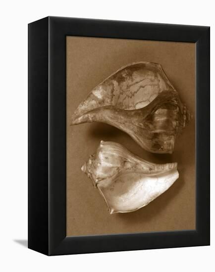 Sensual Shells II-Renee W. Stramel-Framed Stretched Canvas