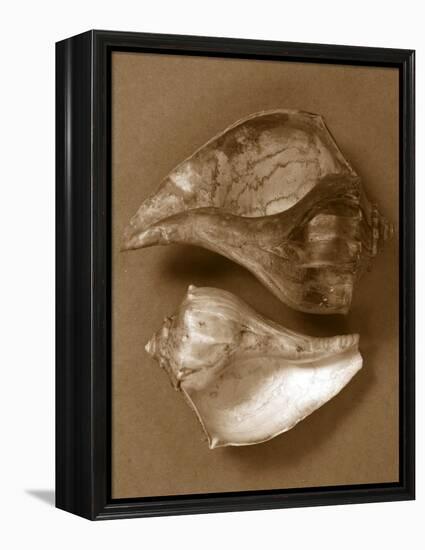 Sensual Shells II-Renee W. Stramel-Framed Stretched Canvas