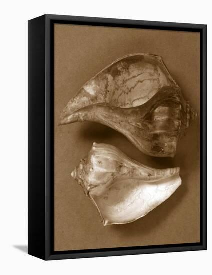 Sensual Shells II-Renee W. Stramel-Framed Stretched Canvas