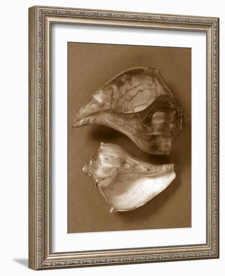 Sensual Shells II-Renee W. Stramel-Framed Art Print