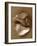 Sensual Shells II-Renee W. Stramel-Framed Art Print