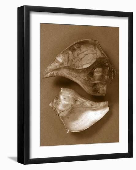 Sensual Shells II-Renee W. Stramel-Framed Art Print