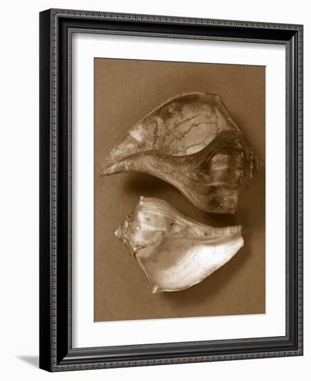 Sensual Shells II-Renee W. Stramel-Framed Art Print