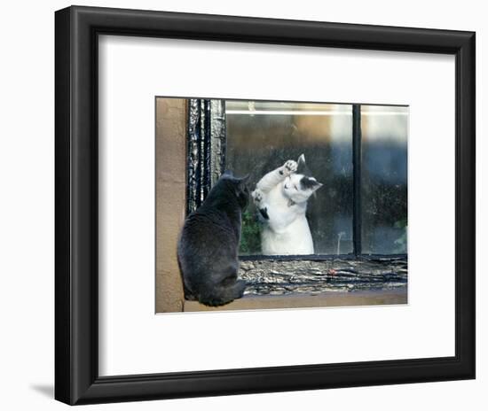 Separated by a Pane of Glass, a White Cat Tries to Play with a Black Cat-null-Framed Photographic Print