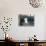 Separated by a Pane of Glass, a White Cat Tries to Play with a Black Cat-null-Photographic Print displayed on a wall