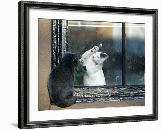 Separated by a Pane of Glass, a White Cat Tries to Play with a Black Cat--Framed Photographic Print