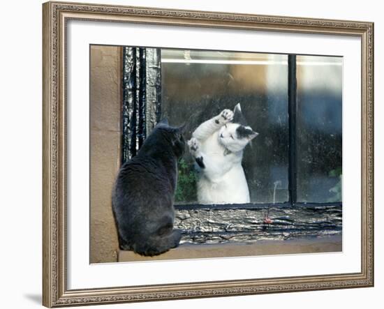Separated by a Pane of Glass, a White Cat Tries to Play with a Black Cat--Framed Photographic Print