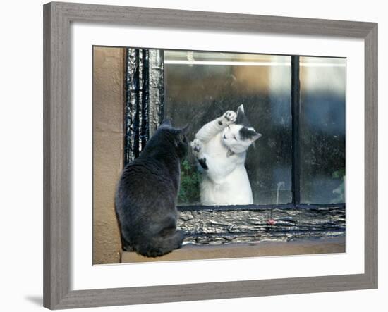 Separated by a Pane of Glass, a White Cat Tries to Play with a Black Cat-null-Framed Photographic Print